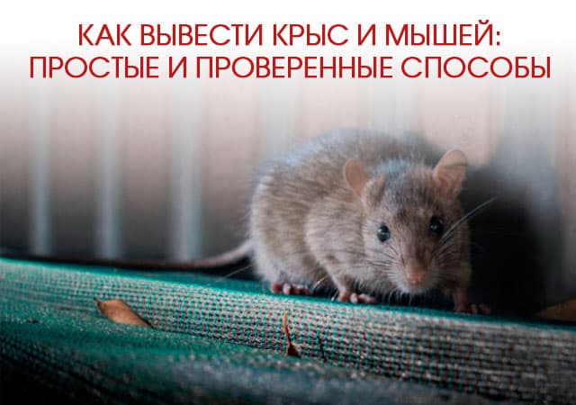 Как вывести крыс и мышей в Купавне: простые и проверенные способы