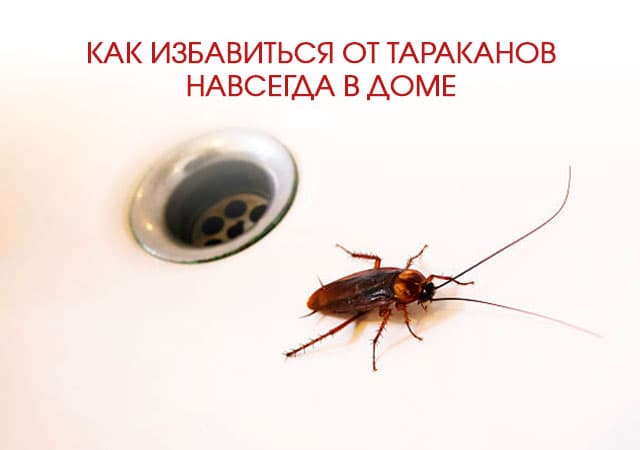 Как избавиться от тараканов в доме в Купавне