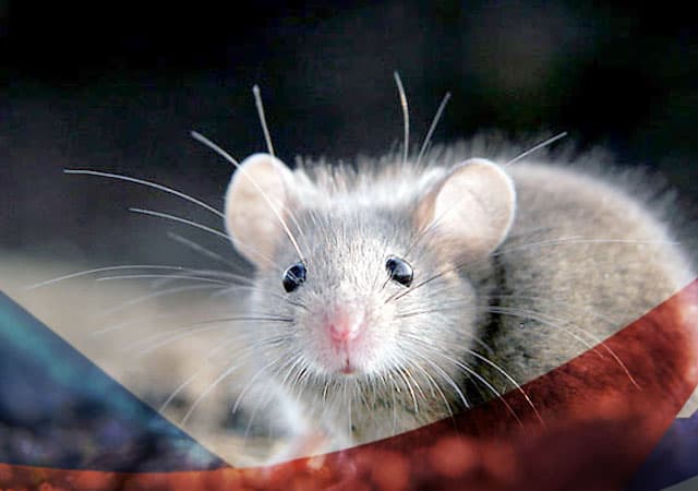 Уничтожение мышей в Купавне